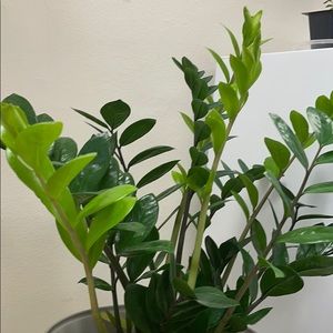 Meet your Posher, Ranjit